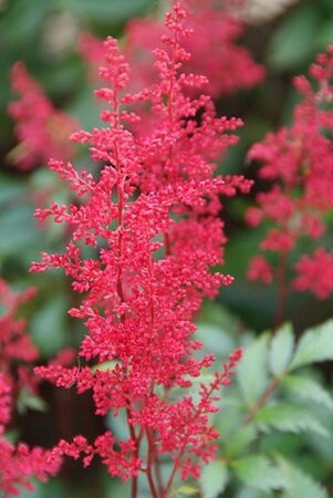 Astilbe (J) 'Montgomery' geen maat specificatie 0,55L/P9cm - afbeelding 2