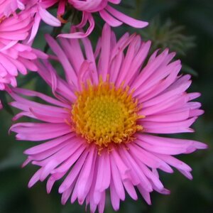 Aster n.-a. 'Rosa Sieger' geen maat specificatie 0,55L/P9cm - afbeelding 1