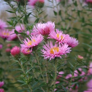 Aster n.-a. 'Rosa Sieger' geen maat specificatie 0,55L/P9cm - afbeelding 2