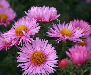 Aster n.-a. 'Rosa Sieger' geen maat specificatie 0,55L/P9cm - afbeelding 3