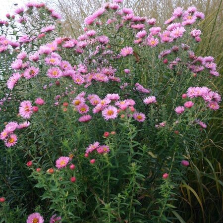 Aster n.-a. 'Rosa Sieger' geen maat specificatie 0,55L/P9cm - afbeelding 4