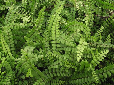 Asplenium trichomanes geen maat specificatie 0,55L/P9cm - afbeelding 4