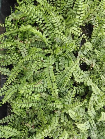 Asplenium trichomanes geen maat specificatie 0,55L/P9cm - afbeelding 1