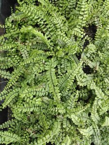 Asplenium trichomanes geen maat specificatie 0,55L/P9cm