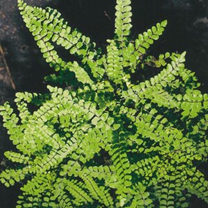 Asplenium trichomanes geen maat specificatie 0,55L/P9cm - afbeelding 5