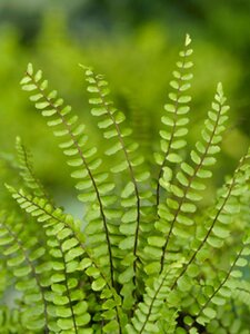 Asplenium trichomanes geen maat specificatie 0,55L/P9cm - afbeelding 6