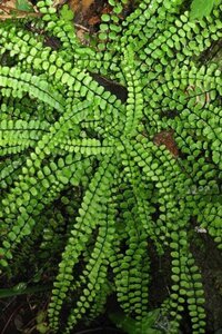 Asplenium trichomanes geen maat specificatie 0,55L/P9cm - image 2