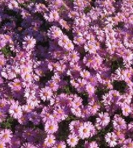 Aster 'Wood's Pink' geen maat specificatie 0,55L/P9cm - afbeelding 1