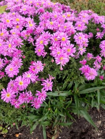 Aster 'Wood's Pink' geen maat specificatie 0,55L/P9cm - afbeelding 2