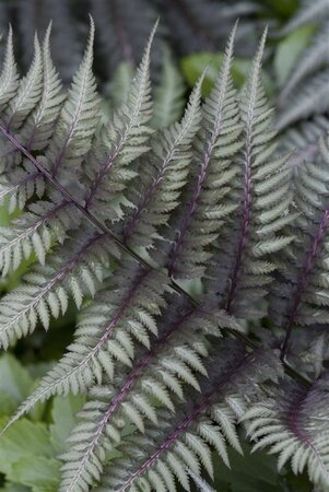 Athyrium niponicum 'Metallicum' geen maat specificatie 0,55L/P9cm - image 1