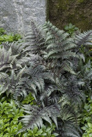 Athyrium niponicum 'Metallicum' geen maat specificatie 0,55L/P9cm - image 2