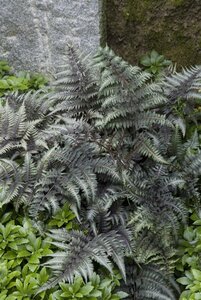 Athyrium niponicum 'Metallicum' geen maat specificatie 0,55L/P9cm - image 2