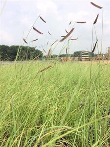 Bouteloua gracilis geen maat specificatie 0,55L/P9cm - afbeelding 2