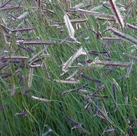 Bouteloua gracilis geen maat specificatie 0,55L/P9cm - afbeelding 3