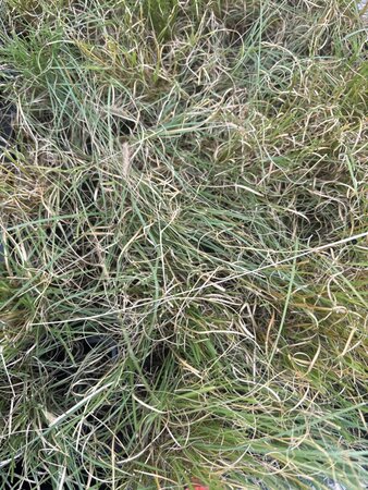 Bouteloua gracilis geen maat specificatie 0,55L/P9cm - afbeelding 4