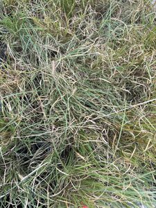 Bouteloua gracilis geen maat specificatie 0,55L/P9cm - afbeelding 4