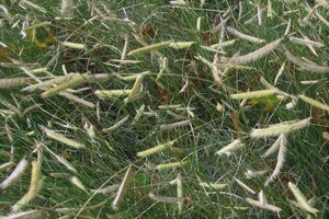 Bouteloua gracilis geen maat specificatie 0,55L/P9cm