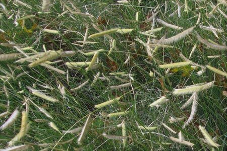 Bouteloua gracilis geen maat specificatie 0,55L/P9cm - image 1