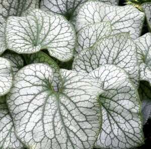Brunnera macr. 'Alexanders Great' geen maat specificatie 0,55L/P9cm - afbeelding 3