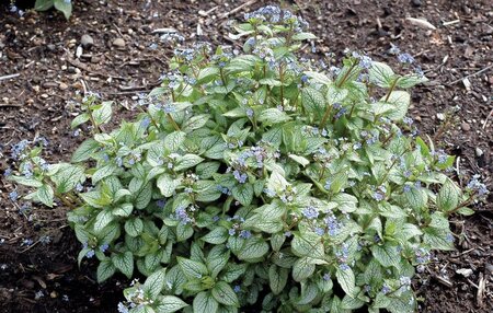 Brunnera macr. 'Alexanders Great' geen maat specificatie 0,55L/P9cm - afbeelding 4