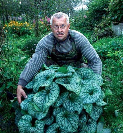 Brunnera macr. 'Alexanders Great' geen maat specificatie 0,55L/P9cm - afbeelding 3