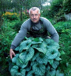 Brunnera macr. 'Alexanders Great' geen maat specificatie 0,55L/P9cm - afbeelding 3