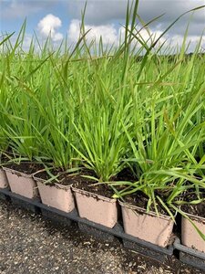 Briza media geen maat specificatie 0,55L/P9cm - afbeelding 3