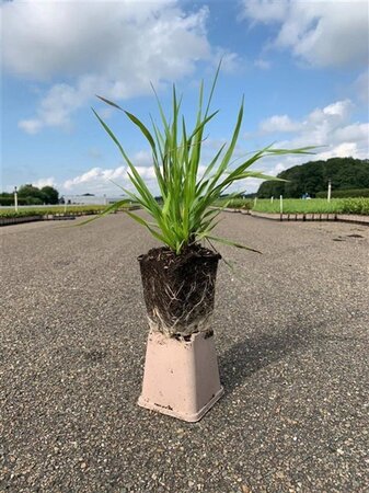 Briza media geen maat specificatie 0,55L/P9cm - afbeelding 4