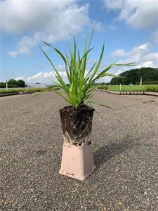 Briza media geen maat specificatie 0,55L/P9cm - afbeelding 4