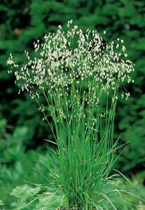 Briza media geen maat specificatie 0,55L/P9cm - afbeelding 7