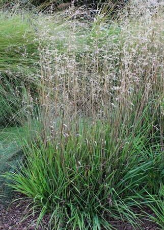 Briza media geen maat specificatie 0,55L/P9cm - image 1