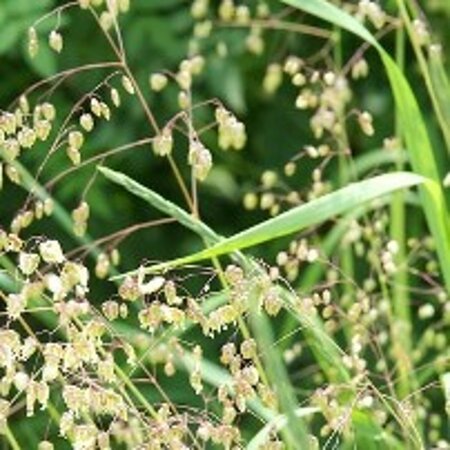 Briza media geen maat specificatie 0,55L/P9cm - image 5