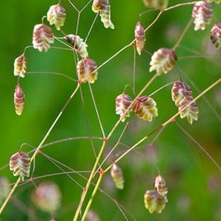 Briza media geen maat specificatie 0,55L/P9cm - image 6