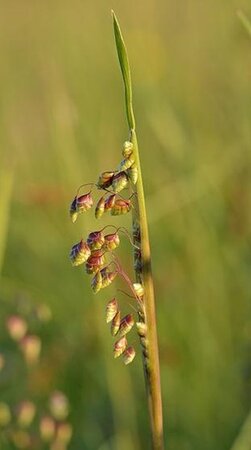 Briza media geen maat specificatie 0,55L/P9cm - image 2