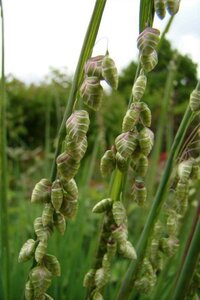 Briza media 'Limouzi' geen maat specificatie 0,55L/P9cm