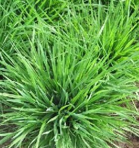 Briza media 'Limouzi' geen maat specificatie 0,55L/P9cm - afbeelding 3