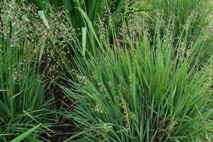 Briza media 'Limouzi' geen maat specificatie 0,55L/P9cm - afbeelding 2