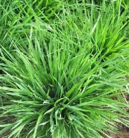 Briza media 'Limouzi' geen maat specificatie 0,55L/P9cm - image 3