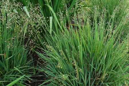 Briza media 'Limouzi' geen maat specificatie 0,55L/P9cm - image 2