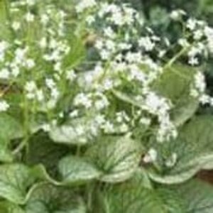 Brunnera macr. 'Mister Morse' geen maat specificatie 0,55L/P9cm - afbeelding 1