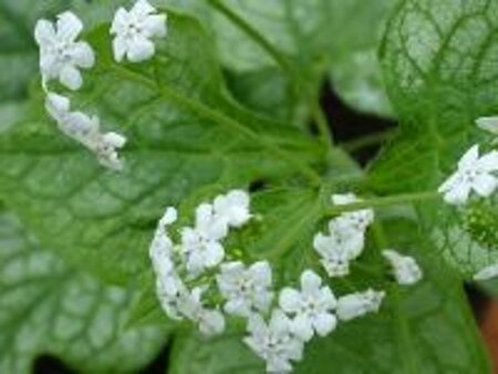 Brunnera macr. 'Mister Morse' geen maat specificatie 0,55L/P9cm - afbeelding 2