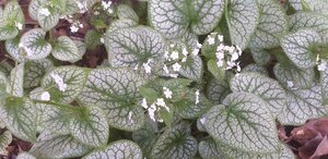 Brunnera macr. 'Mister Morse' geen maat specificatie 0,55L/P9cm - afbeelding 3