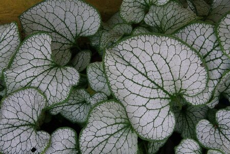 Brunnera macr. 'Silver Spear' geen maat specificatie 0,55L/P9cm - afbeelding 1