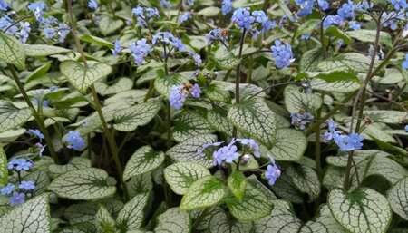 Brunnera macr. 'Silver Spear' geen maat specificatie 0,55L/P9cm - afbeelding 2