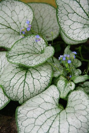 Brunnera macr. 'Silver Spear' geen maat specificatie 0,55L/P9cm - afbeelding 3