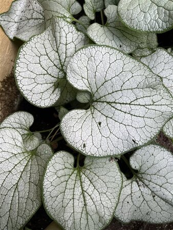 Brunnera macr. 'Silver Spear' geen maat specificatie 0,55L/P9cm - afbeelding 4