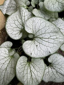 Brunnera macr. 'Silver Spear' geen maat specificatie 0,55L/P9cm - afbeelding 4