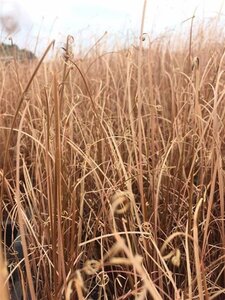 Carex buch. 'Red Rooster' geen maat specificatie 0,55L/P9cm
