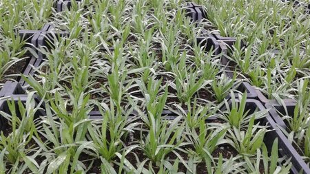 Catananche caerulea geen maat specificatie 0,55L/P9cm