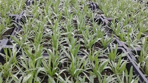 Catananche caerulea geen maat specificatie 0,55L/P9cm